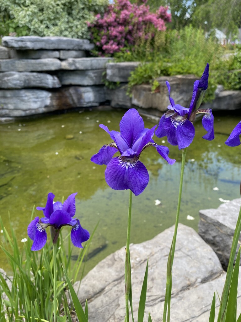 Siberian Iris by mtb24