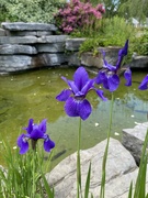 26th May 2024 - Siberian Iris