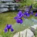 Siberian Iris by mtb24