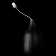 27th May 2024 - Single Tulip black and white