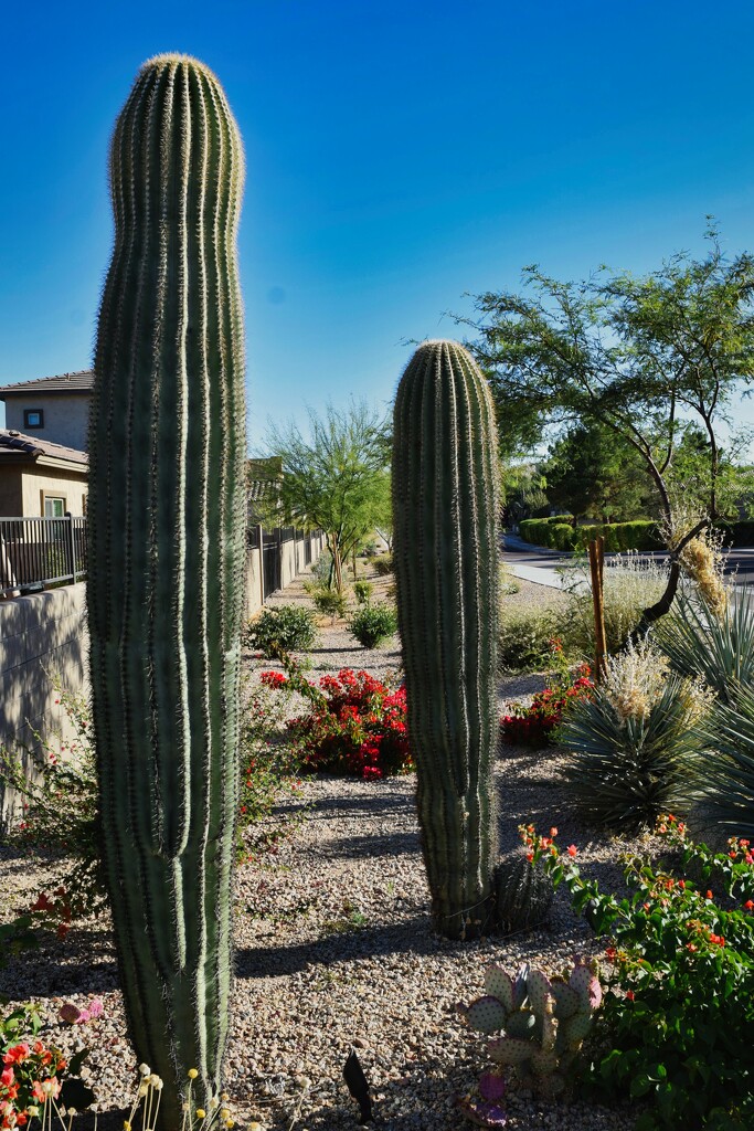 5 25 Saguaros and landscaping on Westby Dr. by sandlily