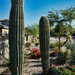 5 25 Saguaros and landscaping on Westby Dr.