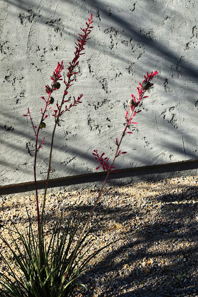 5 25 Yucca and shadows by sandlily