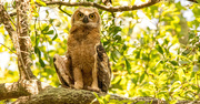 26th May 2024 - Great Horned Owl Baby Staying Cool!