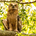 Great Horned Owl Baby Staying Cool!
