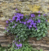 24th May 2024 - Flowers in stone wall.....