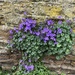 Flowers in stone wall.....