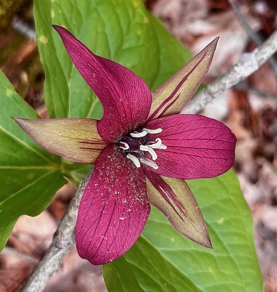 Trillium by sunnygreenwood