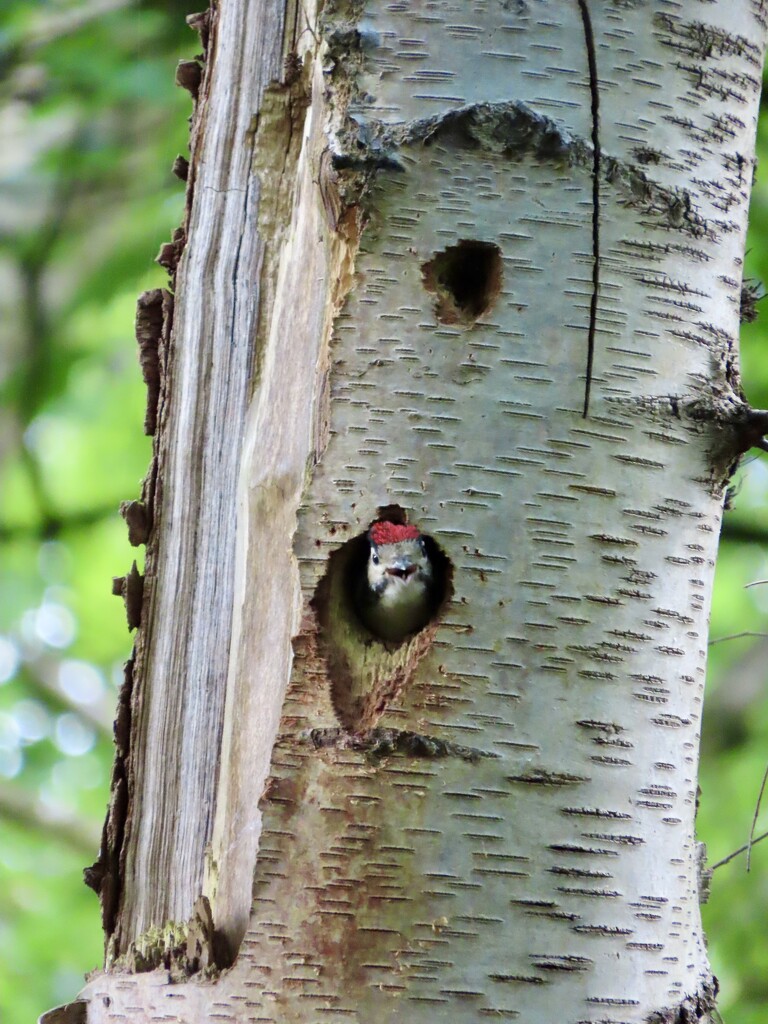 Hungry woodpecker baby by orchid99