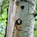 Hungry woodpecker baby