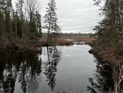 6th May 2024 - The Beaver Pond in Spring