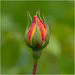 Rose bud by clifford