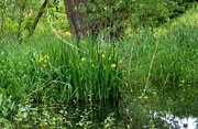 27th May 2024 - Flag Iris by the Pond