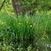 Flag Iris by the Pond