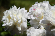 27th May 2024 - White peonies