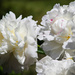 White peonies by mittens