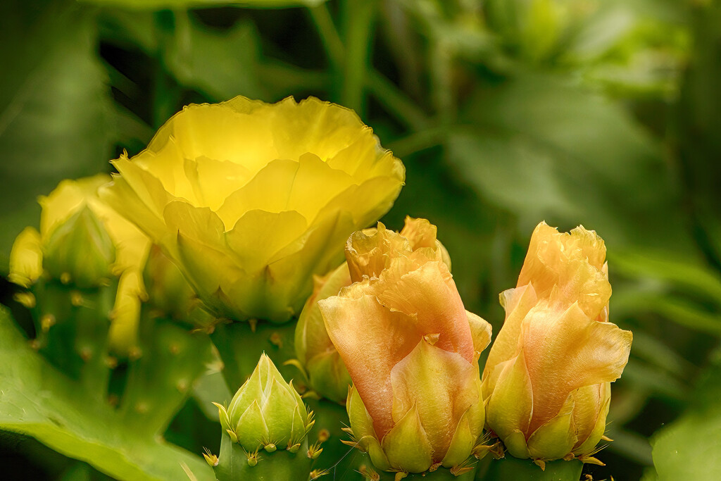 Cactus Buds and Flower by k9photo