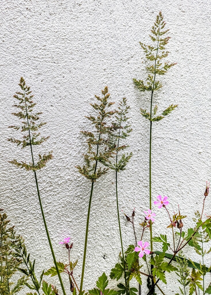 Grasses and herb robert  by boxplayer