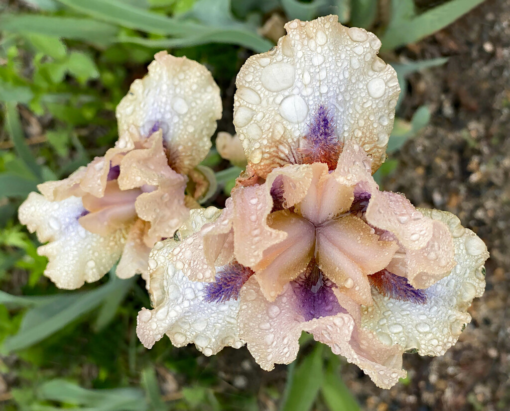 Izetta's Irises In The Rain by paintdipper