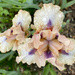 Izetta's Irises In The Rain