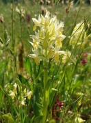 27th May 2024 - Wild orchids 