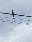27th May 2024 - Bird on a Wire
