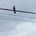 Bird on a Wire by spanishliz