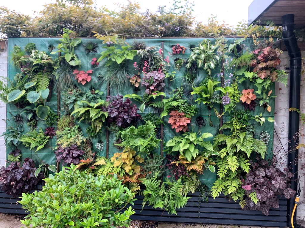 Living wall by happypat
