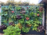 27th May 2024 - Living wall