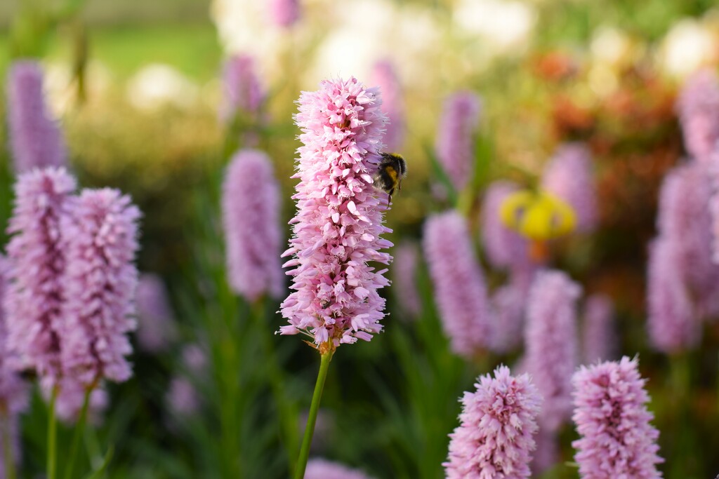 pink and bee by christophercox
