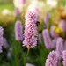 pink and bee