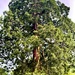 Wisdom of The Tree by jmdeabreu