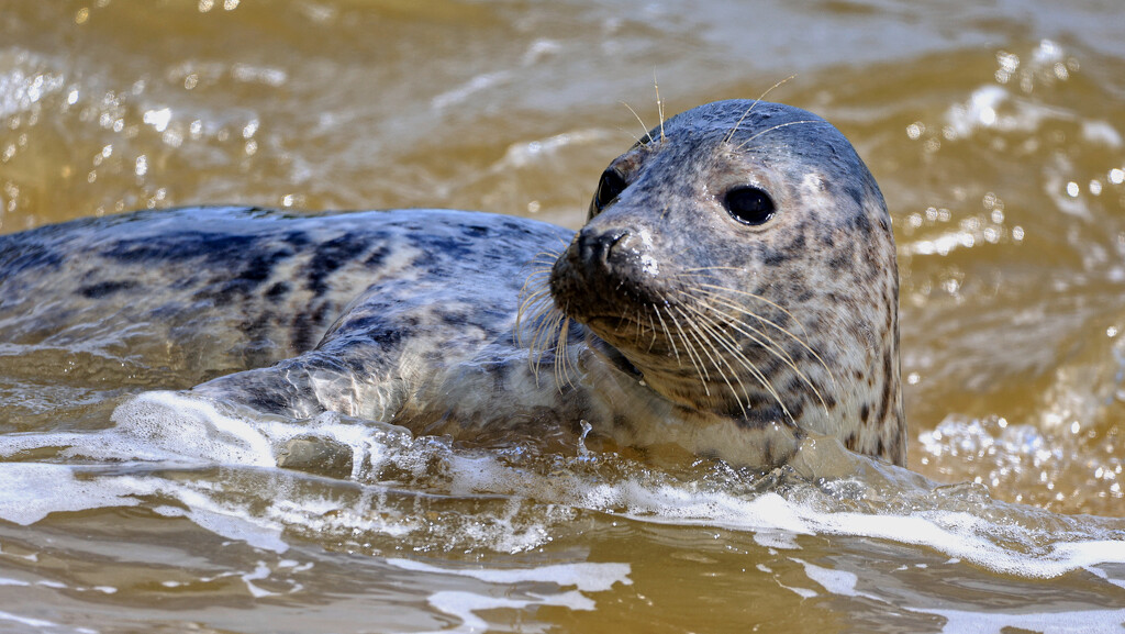 Seal at Horsey Gap, Norfolk by neil_ge