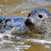 Seal at Horsey Gap, Norfolk