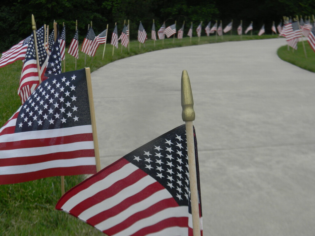 American Flags at Veterans Memorial  by sfeldphotos