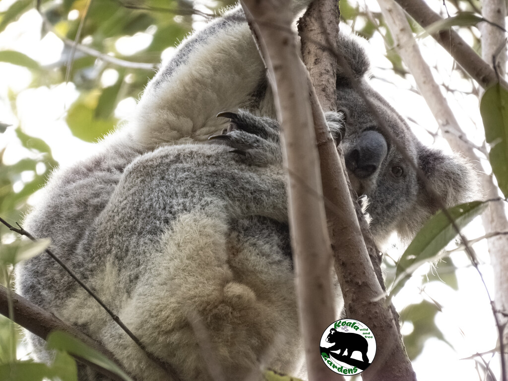 Note that secret by koalagardens