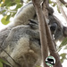 Note that secret by koalagardens