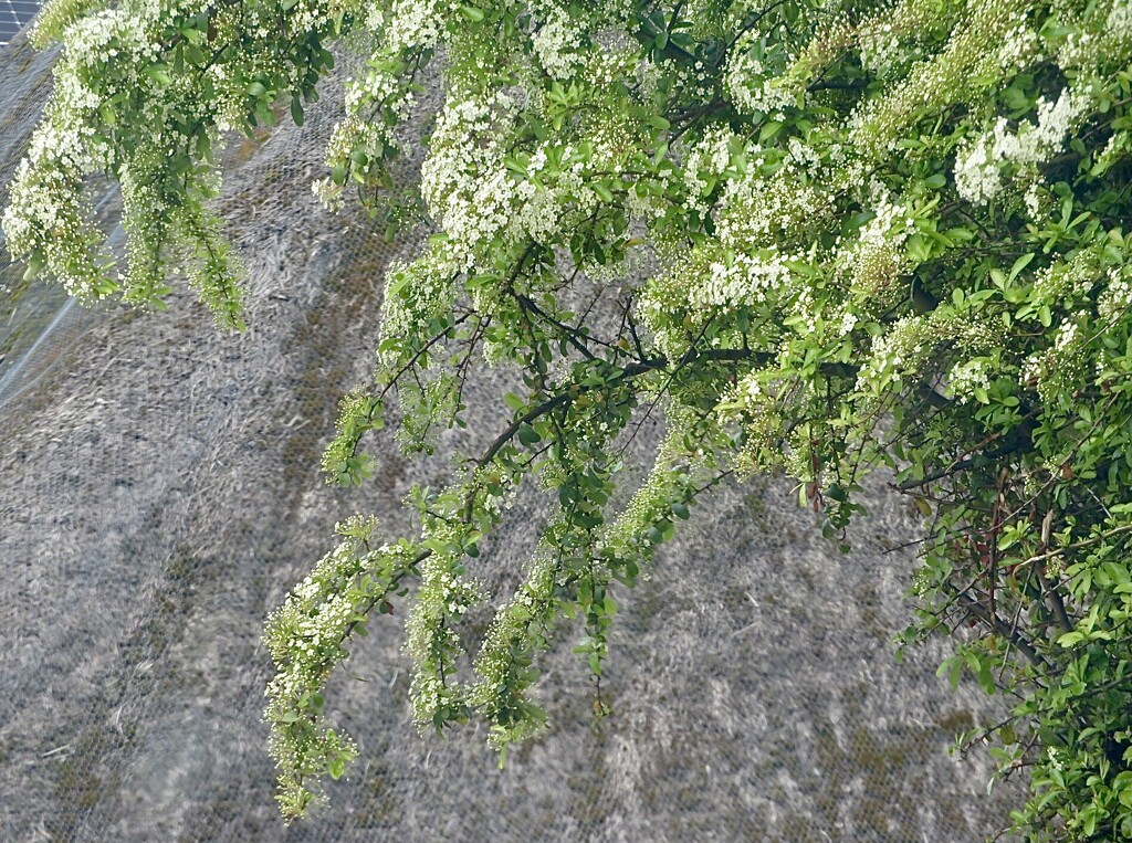 Hawthorn blossom against old thatch by lellie