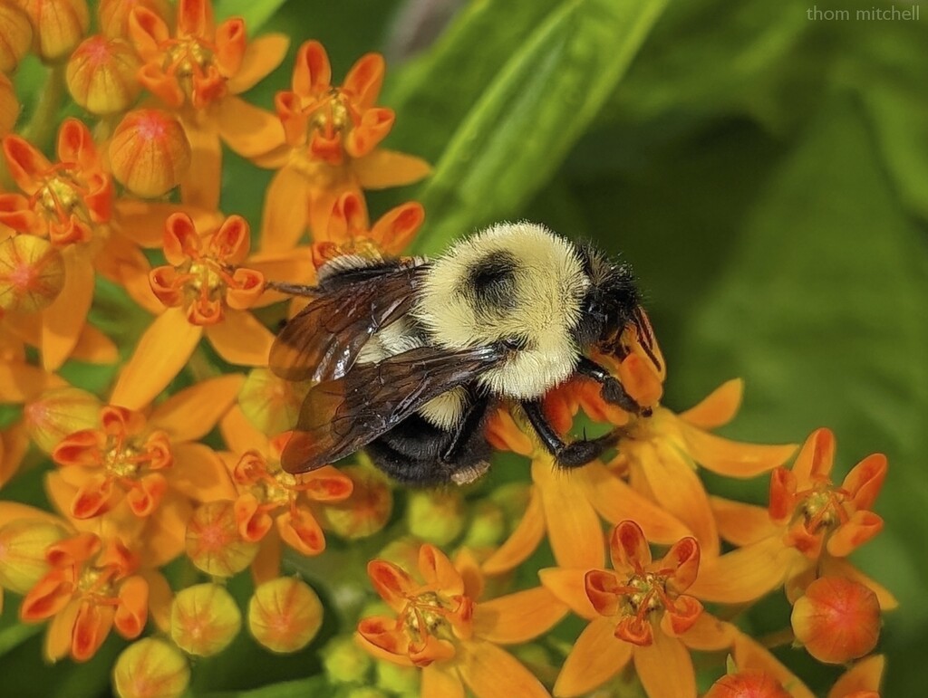 Eastern Carpenter Bee by rhoing