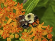 22nd May 2024 - Eastern Carpenter Bee