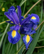 27th May 2024 - Wet Irises