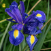 Wet Irises
