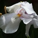 White Iris by 365projectorgheatherb