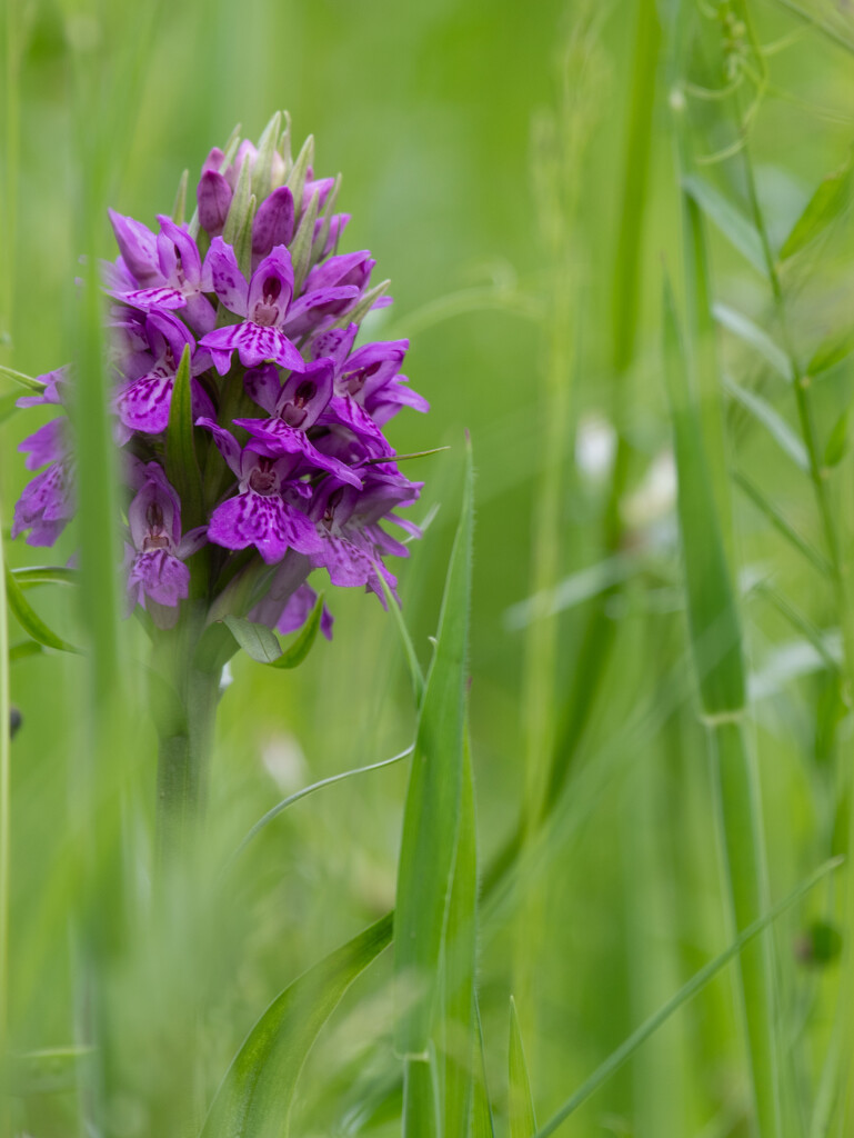 Marsh Orchid by anncooke76