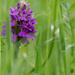 Marsh Orchid