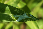 27th May 2024 - Sunstar on Leaf 