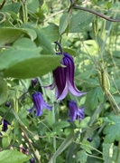 26th May 2024 - clematis (bluebill?)