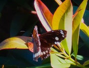 28th May 2024 - Butterfly With A Damaged Wing ~ 