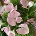 Sweet William