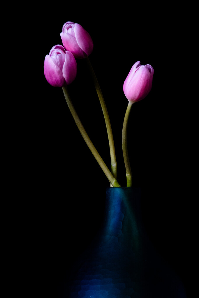 Tulips by nannasgotitgoingon